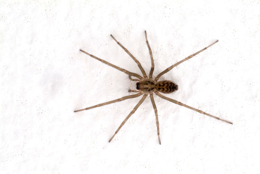 House Spiders  Pest Information & Prevention Tips